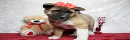 Akita dogs for sale: Jill  - Ad 4