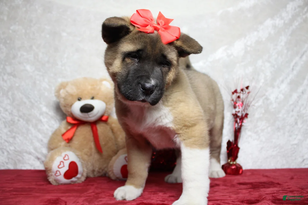 Akita dogs for sale: Jill  - Ad 4