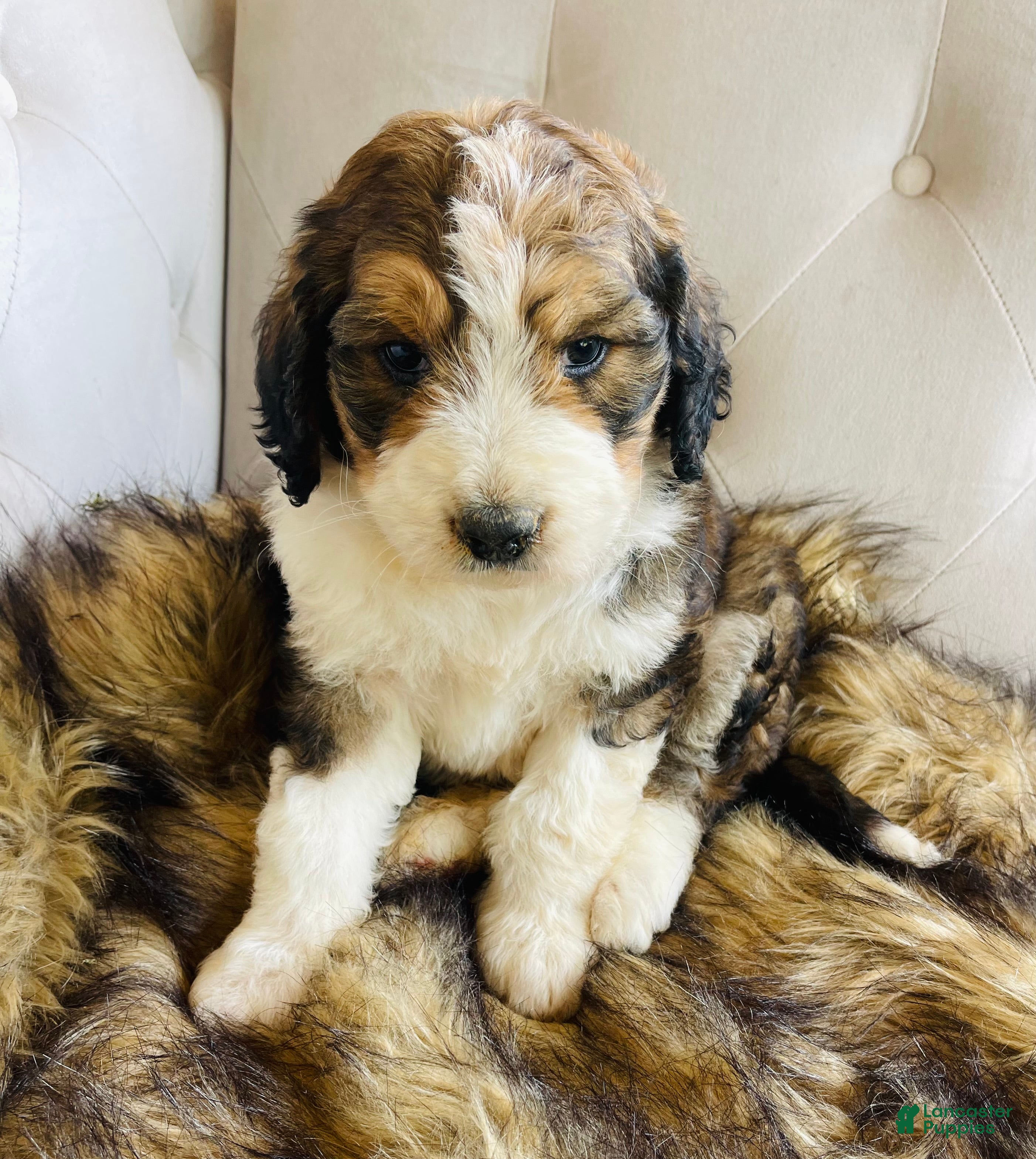 Bernedoodle dogs Daisy ❤️sable tricolor parti Bernedoodle Puppy 3 - Ad 2