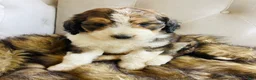 Bernedoodle dogs for sale: Daisy ❤️sable tricolor parti Bernedoodle Puppy 3 - Ad 1