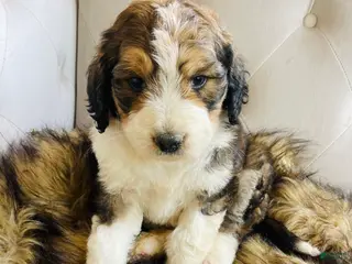 Bernedoodle dogs Daisy ❤️sable tricolor parti Bernedoodle Puppy 3 - Ad 2