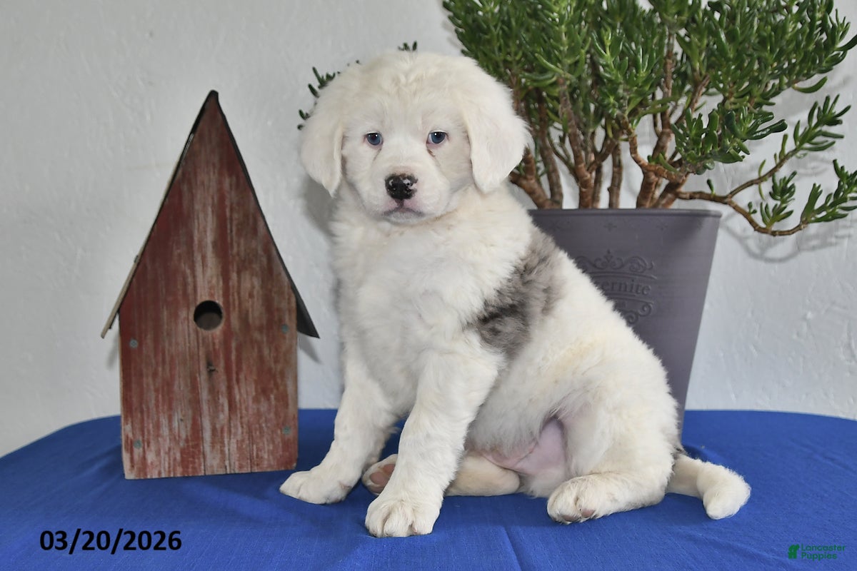 Mixed Breed dogs for sale: Jaxon - Ad 2