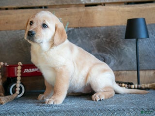 Goldador dogs Pippa - Ad 4