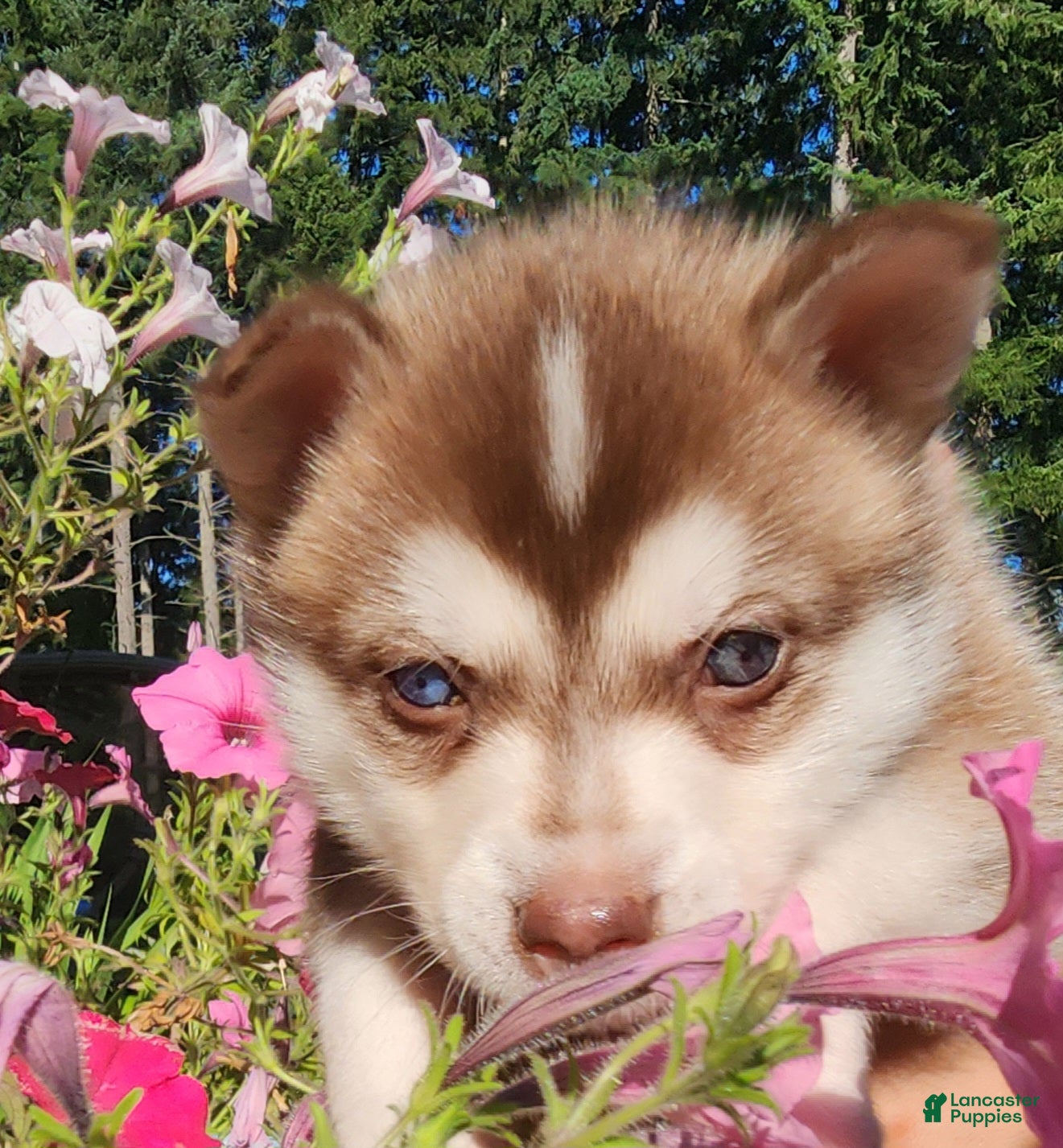Alaskan Klee Kai dogs Alaskan Klee Kai 1 - Ad 9