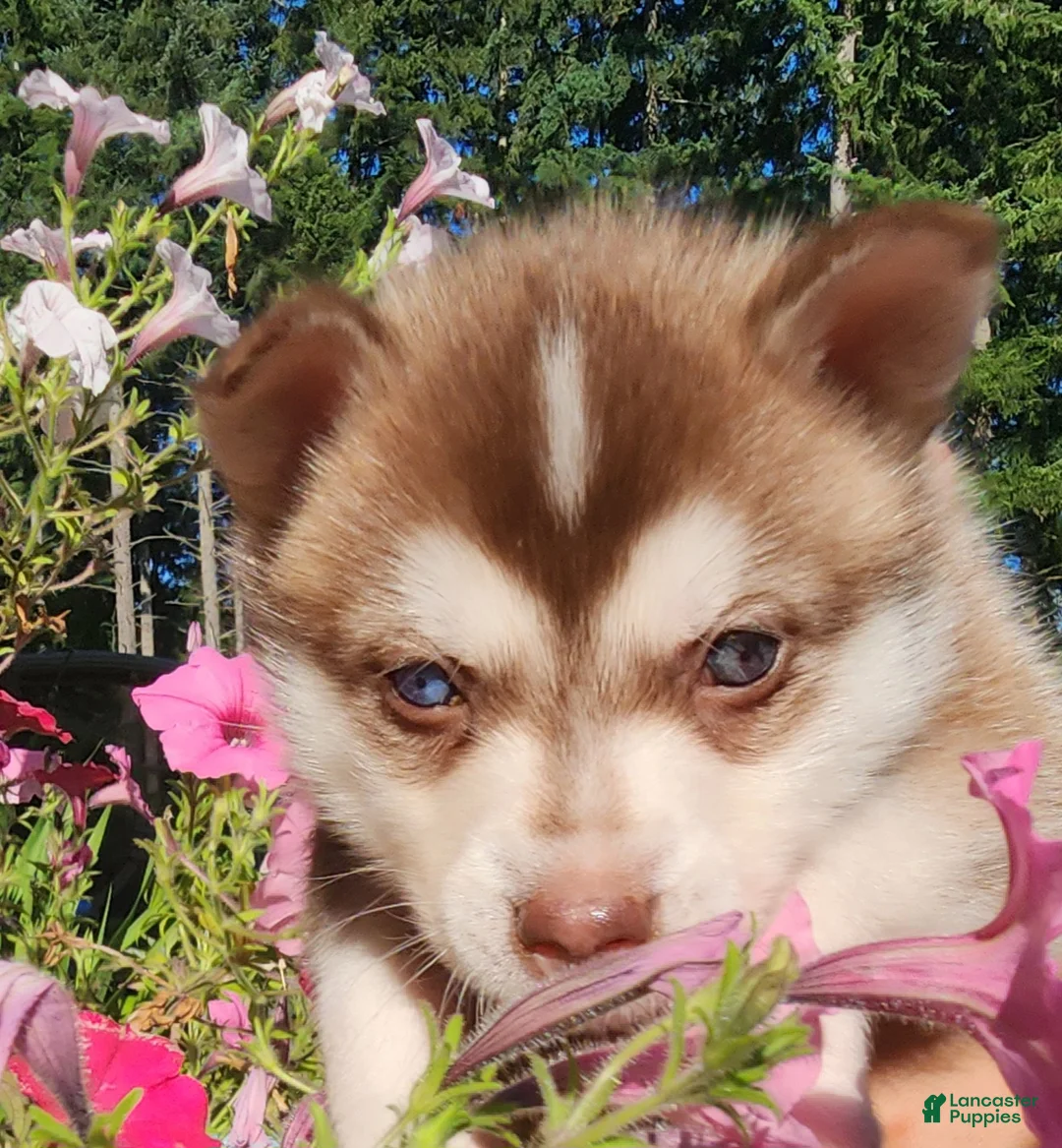 Alaskan Klee Kai dogs for sale: Alaskan Klee Kai 1 - Ad 1