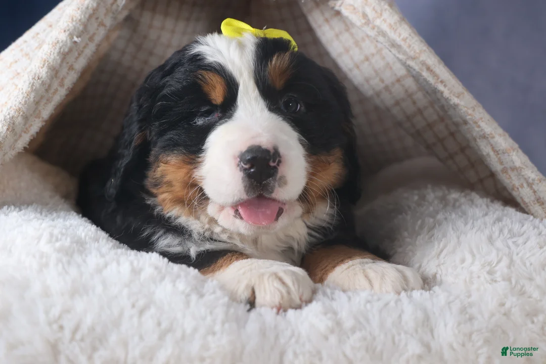 Bernese Mountain Dog dogs for sale: HEIDI - Ad 9
