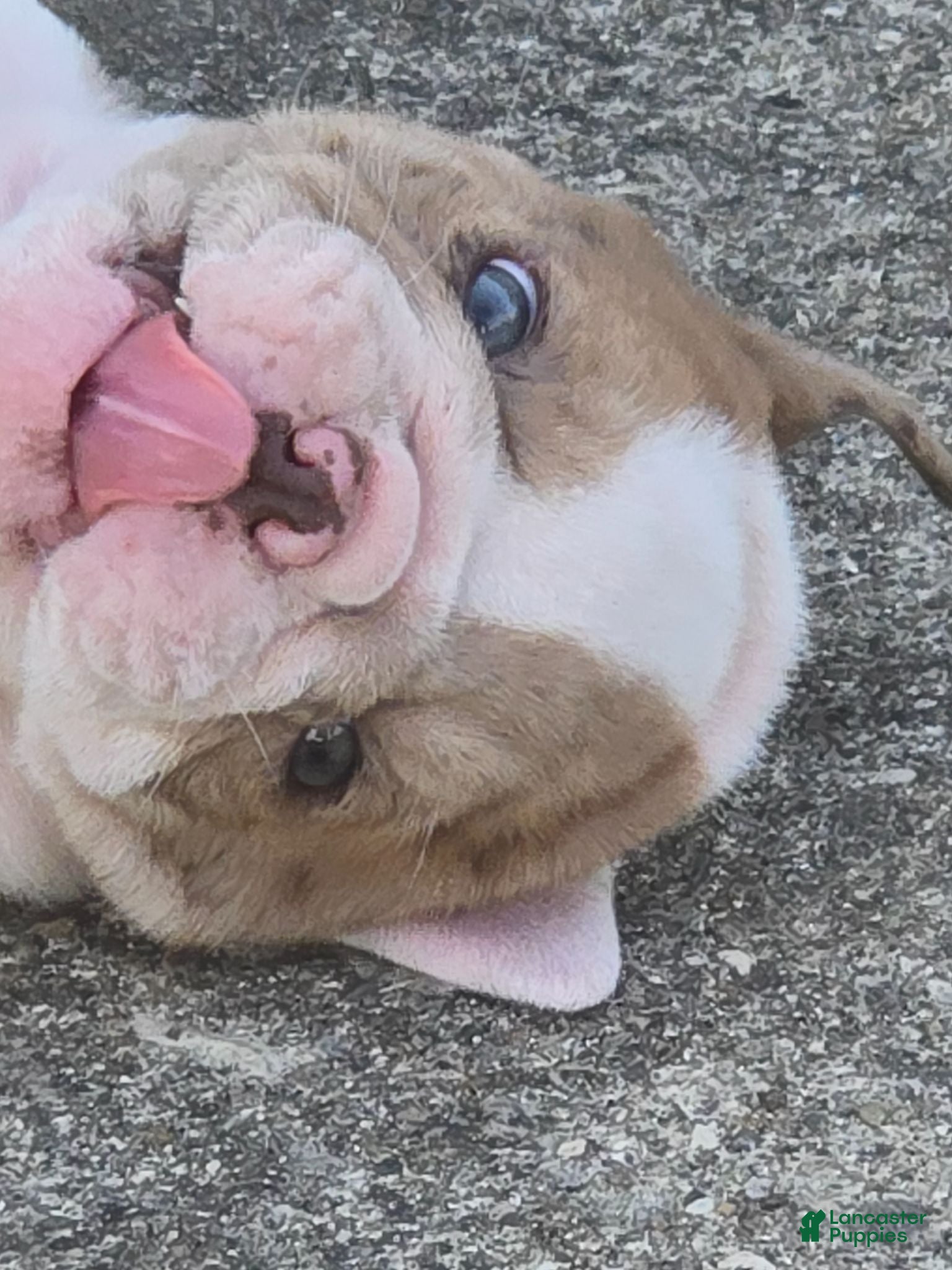 English Bulldog dogs Bella - Ad 1