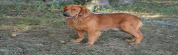 Golden Retriever dogs for sale: Amber - Ad 6