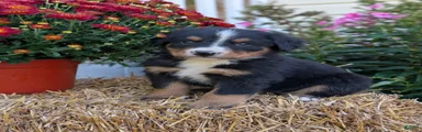 Bernese Mountain Dog 9