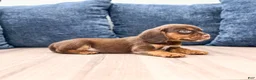 Beaglier dogs for sale: Jay - Ad 3