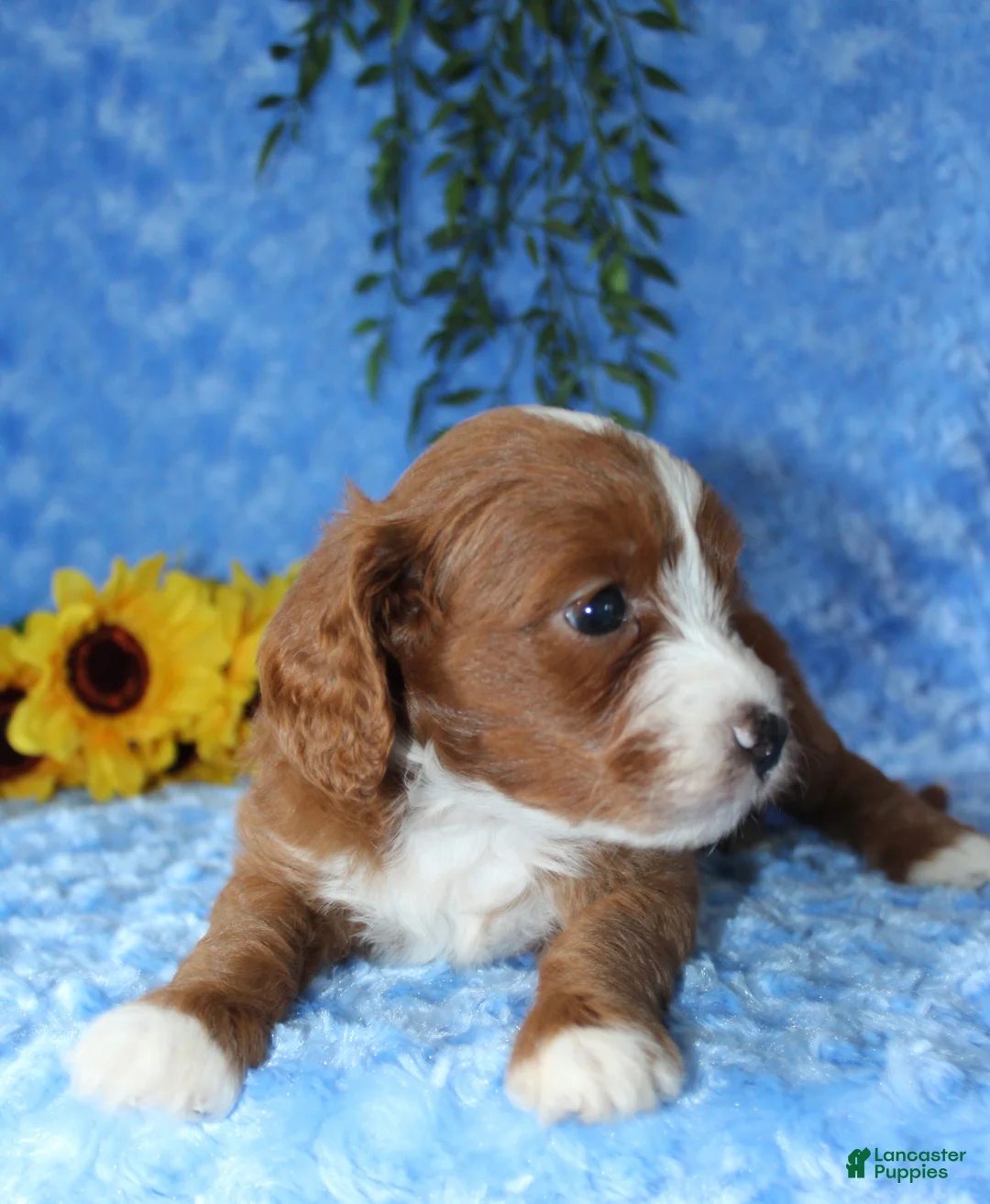 Cavapoo dogs for sale: Cavapoo 1 - Ad 5
