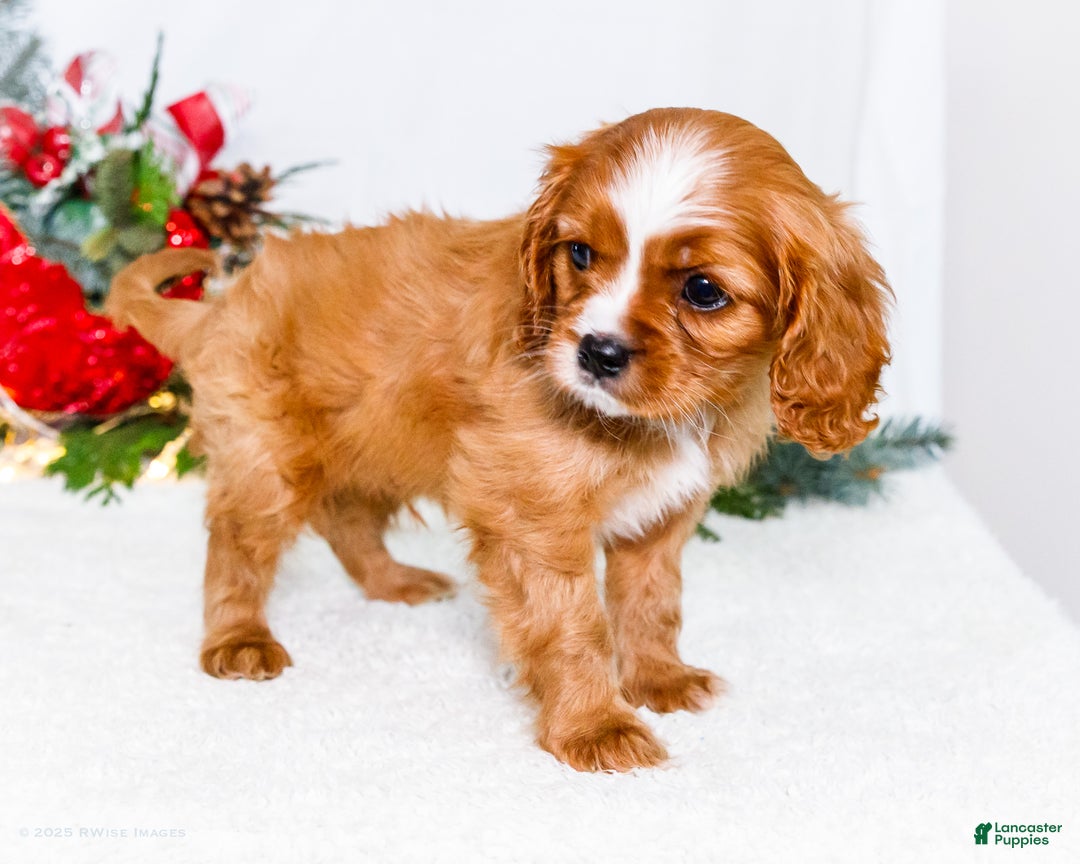 Cavalier King Charles Spaniel dogs for sale: Snowflake - Ad 13