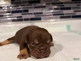 English Bulldog dogs Chocolate Full suit male - Ad 35