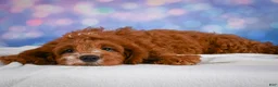 Cavapoo dogs for sale: Clifford - Ad 5