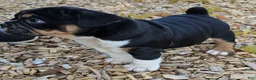 Mixed Breed dogs for sale: Big Chunk Black Tri Boy - Ad 4