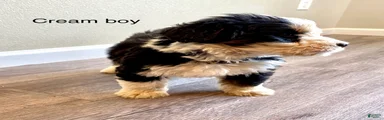 Cream - Male