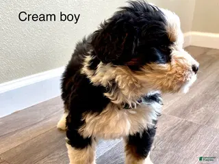 Bernedoodle dogs for sale: Cream - Male - Ad 4