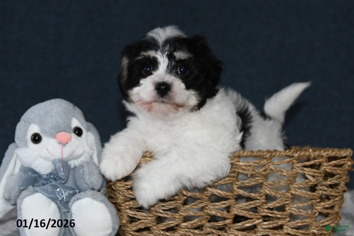 Cavachon dogs Lucy - Ad 2