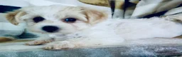 Yochon dogs for sale: Minnie - Ad 6