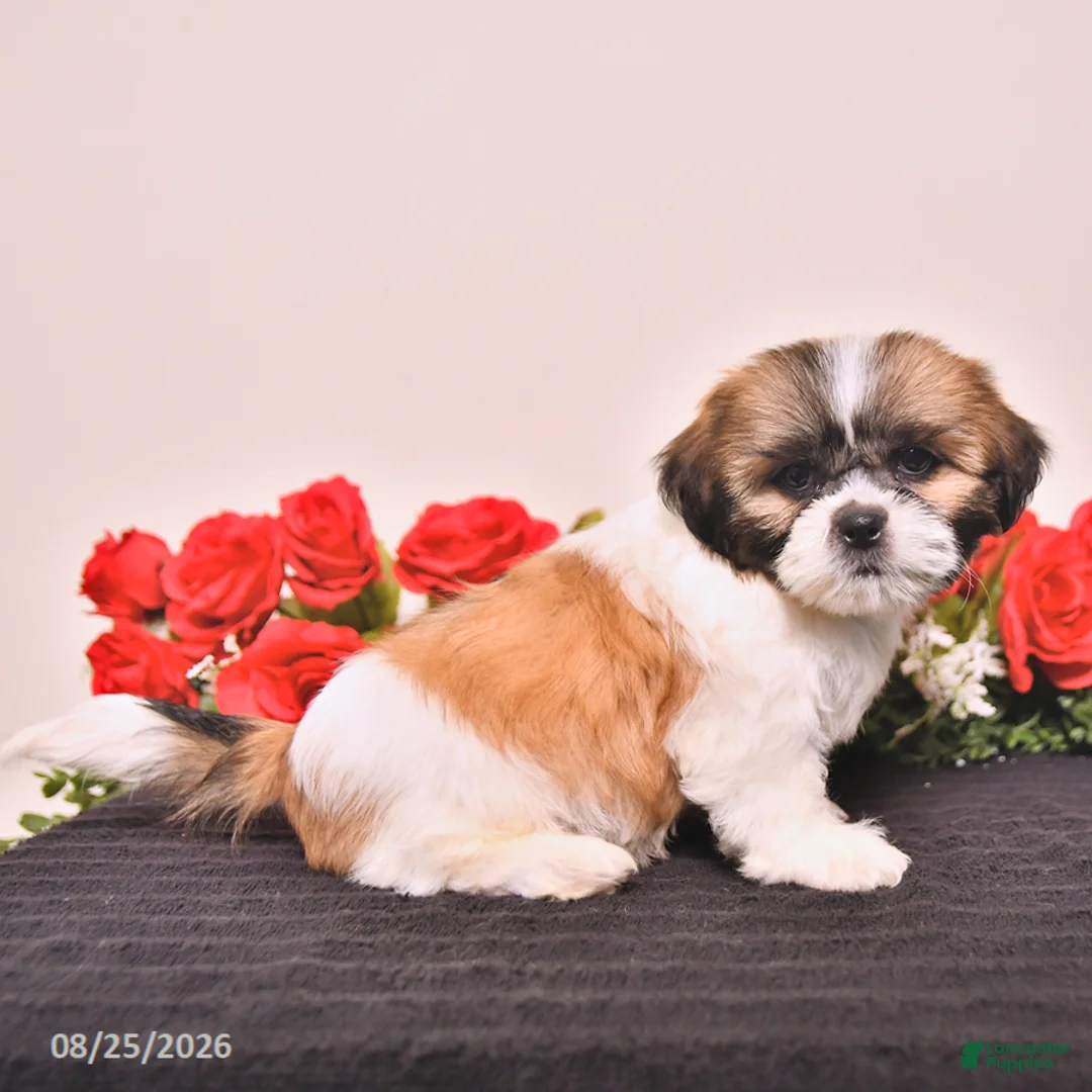 Shih Tzu dogs for sale: Kong - Ad 5