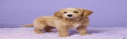 Mini Goldendoodle dogs for sale: Chester - Ad 4