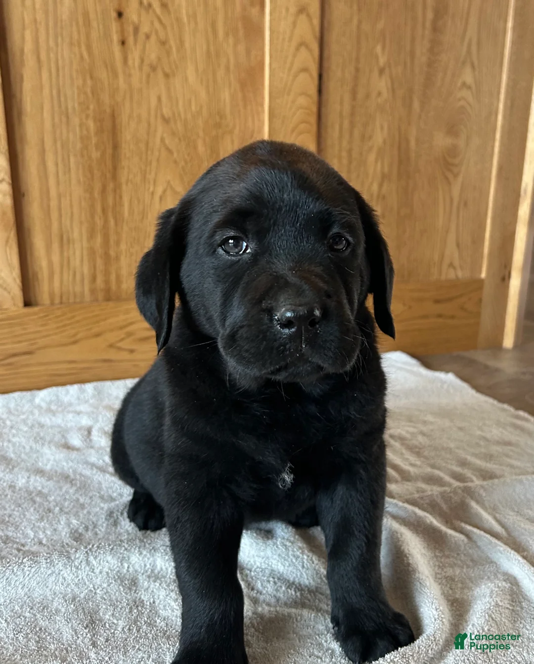 Labrador Retriever dogs for sale: Teddy - Ad 1
