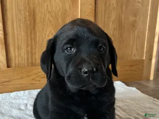 Labrador Retriever dogs Teddy - Ad 35