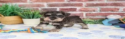 Miniature Schnauzer dogs for sale: Luther - Ad 5
