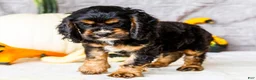 Cocker Spaniel dogs for sale: Polly - Ad 13