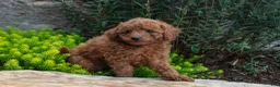 Mini Goldendoodle dogs for sale: Trissa - Ad 3