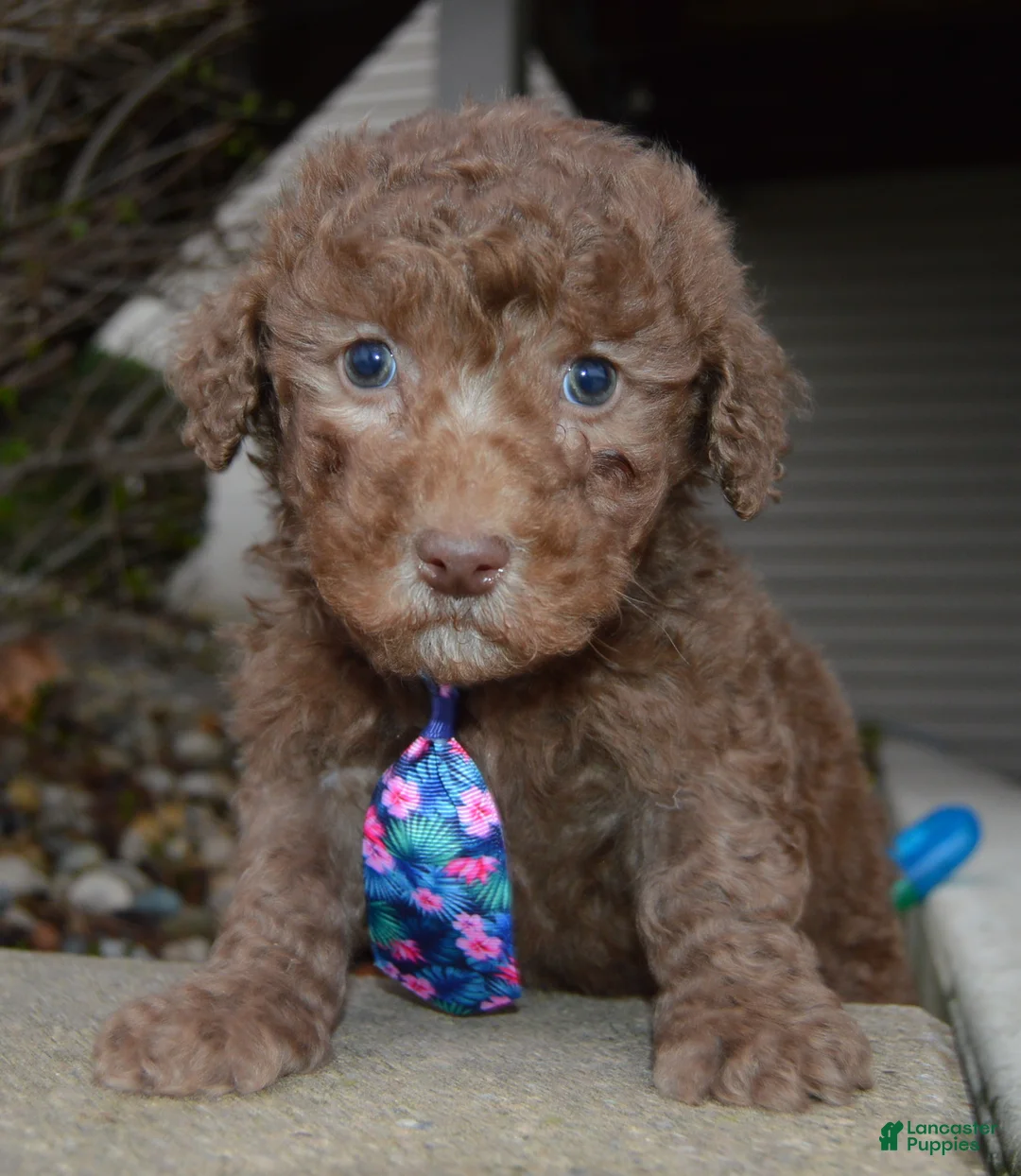 Miniature Poodle dogs for sale: Mini Paige - Ad 1