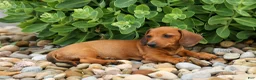 Miniature Dachshund dogs for sale: Scooter 🐾 - Ad 9