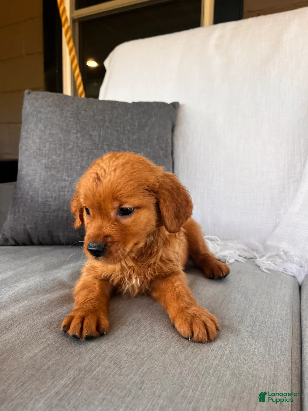 Golden Retriever dogs for sale: Golden Retriever 1 - Ad 9