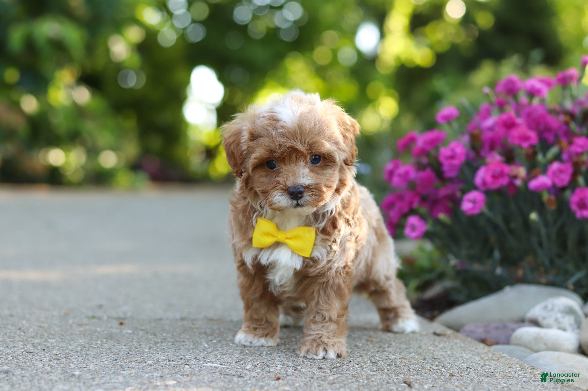 Cavapoo dogs Brady - Ad 2