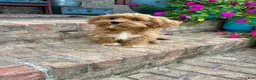 Cavapoo dogs for sale: Ava - Ad 6