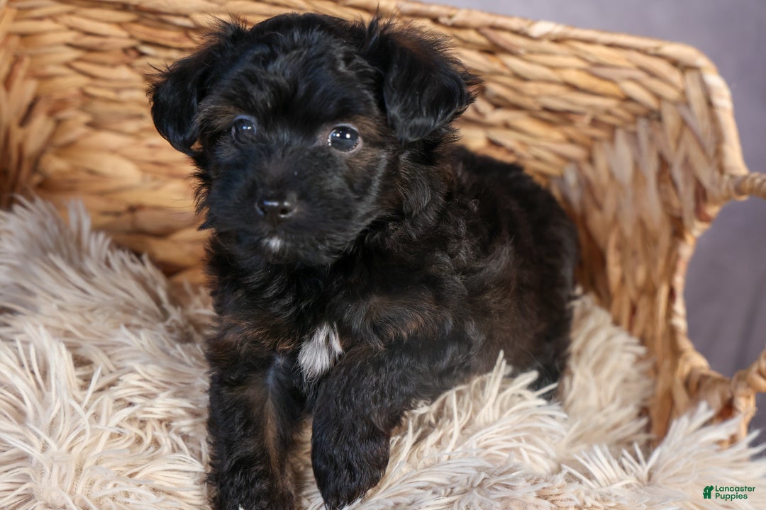 Mini Aussiedoodle dogs for sale: Snickers - Ad 7