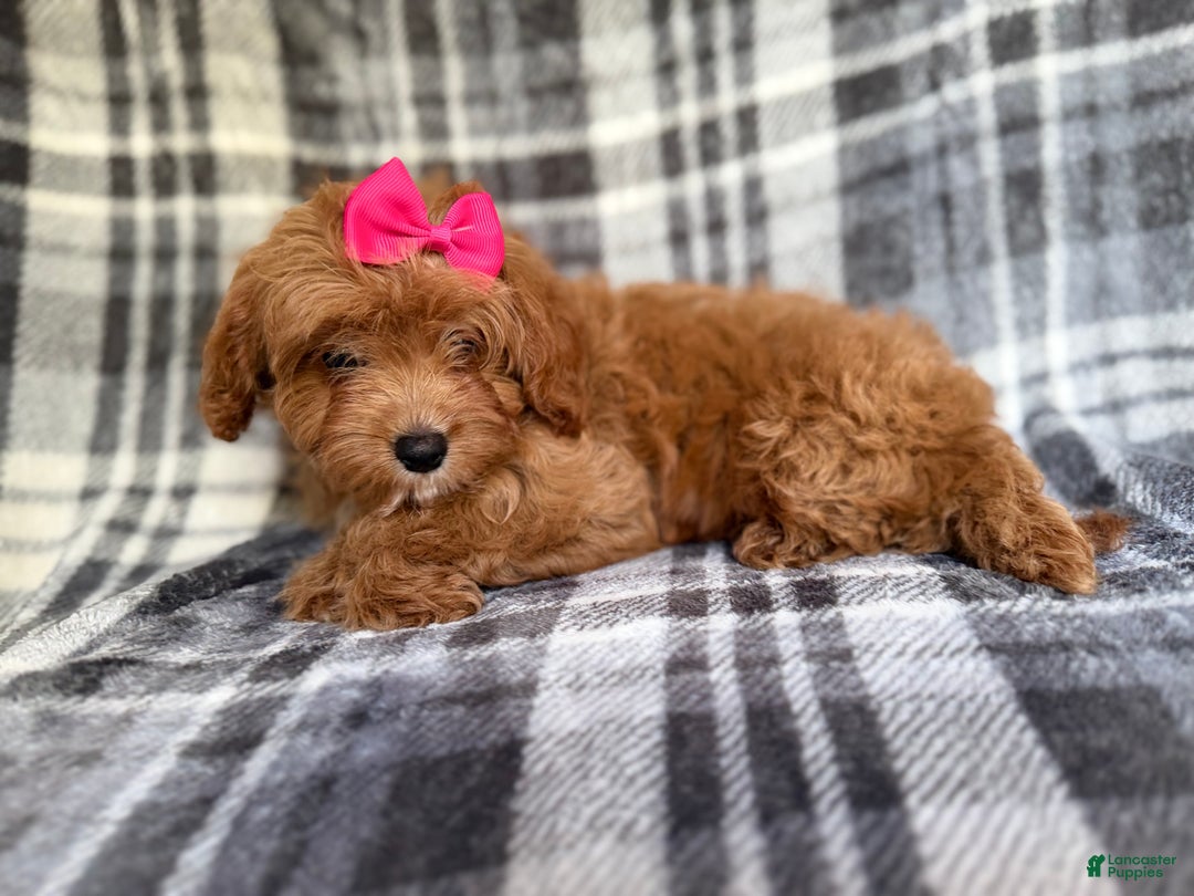Cavapoo dogs for sale: Raven - Ad 7