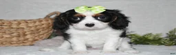 Cavalier King Charles Spaniel dogs for sale: Princess - Ad 1