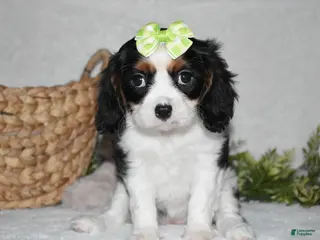 Cavalier King Charles Spaniel dogs Princess - Ad 7