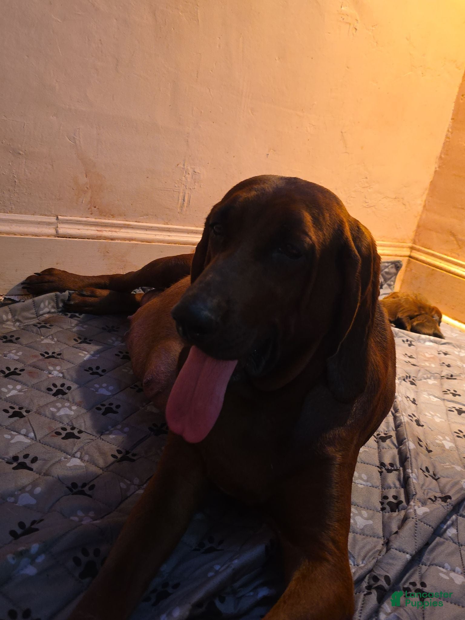 Redbone Coonhound dogs Redbone Coonhound 6 - Ad 11
