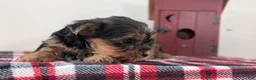 Yorkshire Terrier dogs for sale: Dakota - Ad 9
