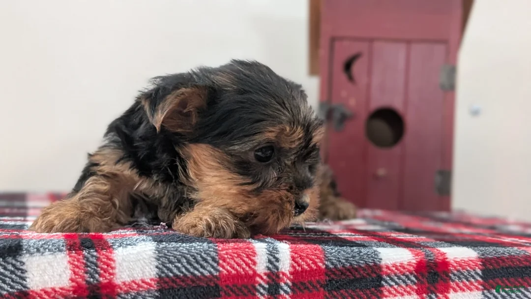 Yorkshire Terrier dogs for sale: Dakota - Ad 9