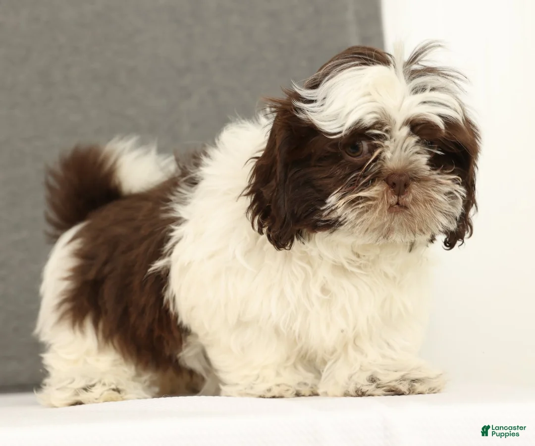 Shih Tzu dogs for sale: Elmo - Ad 4