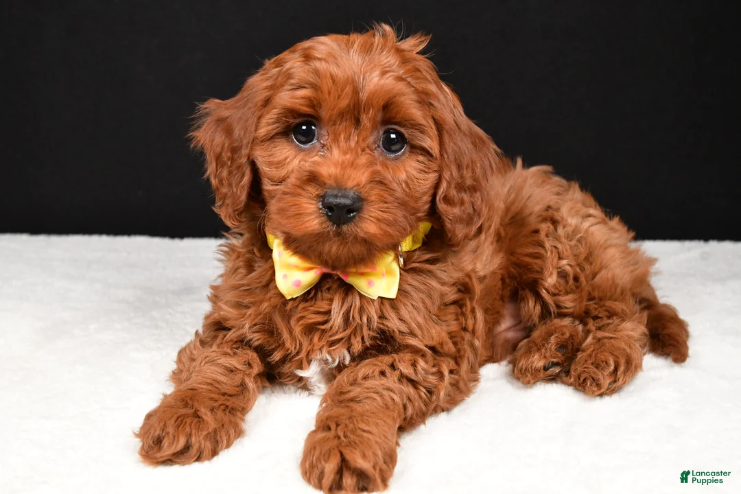 Cavapoo dogs for sale: Benny - Ad 1