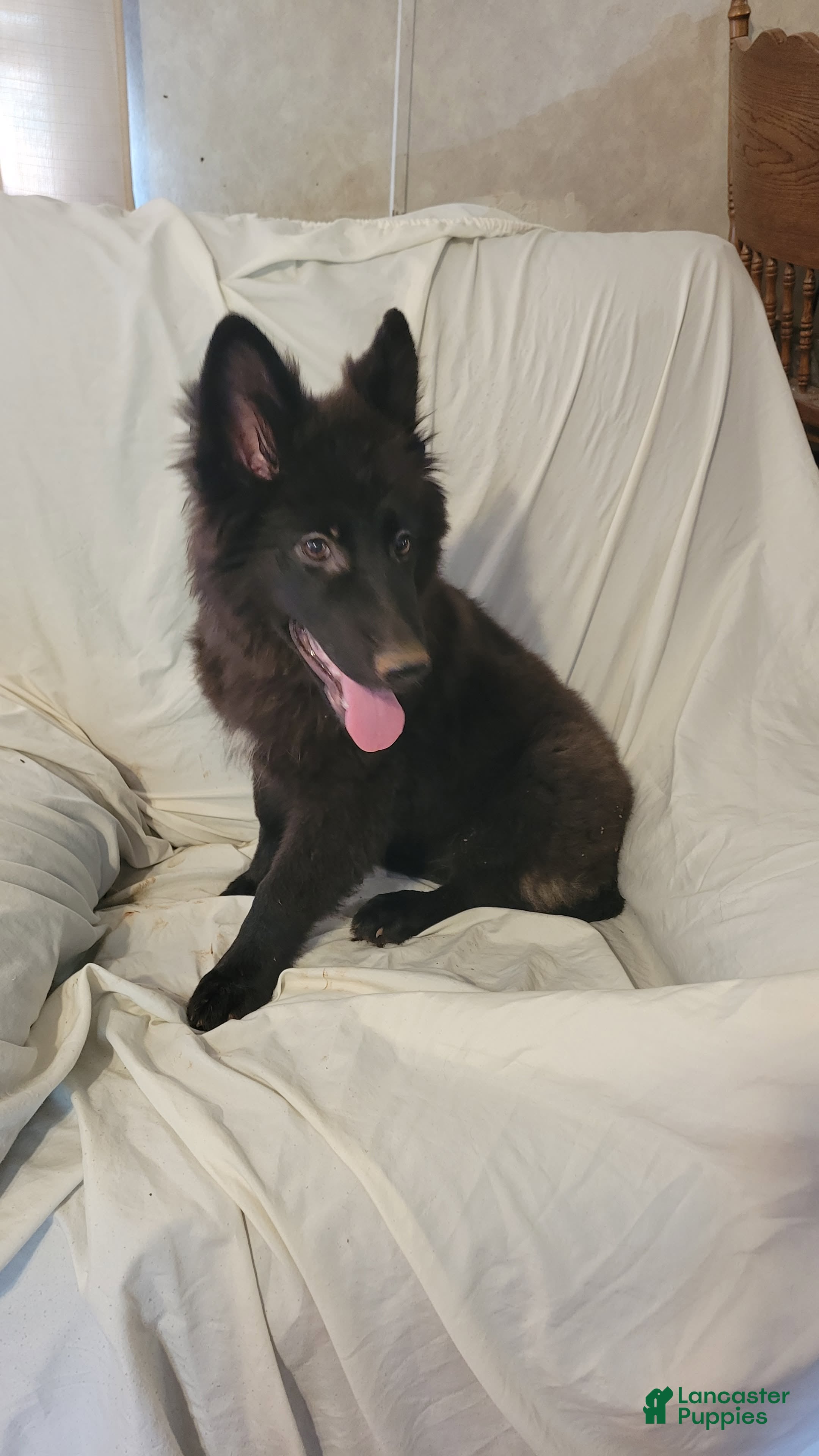 German Shepherd dogs for sale:  Black girl - Ad 2