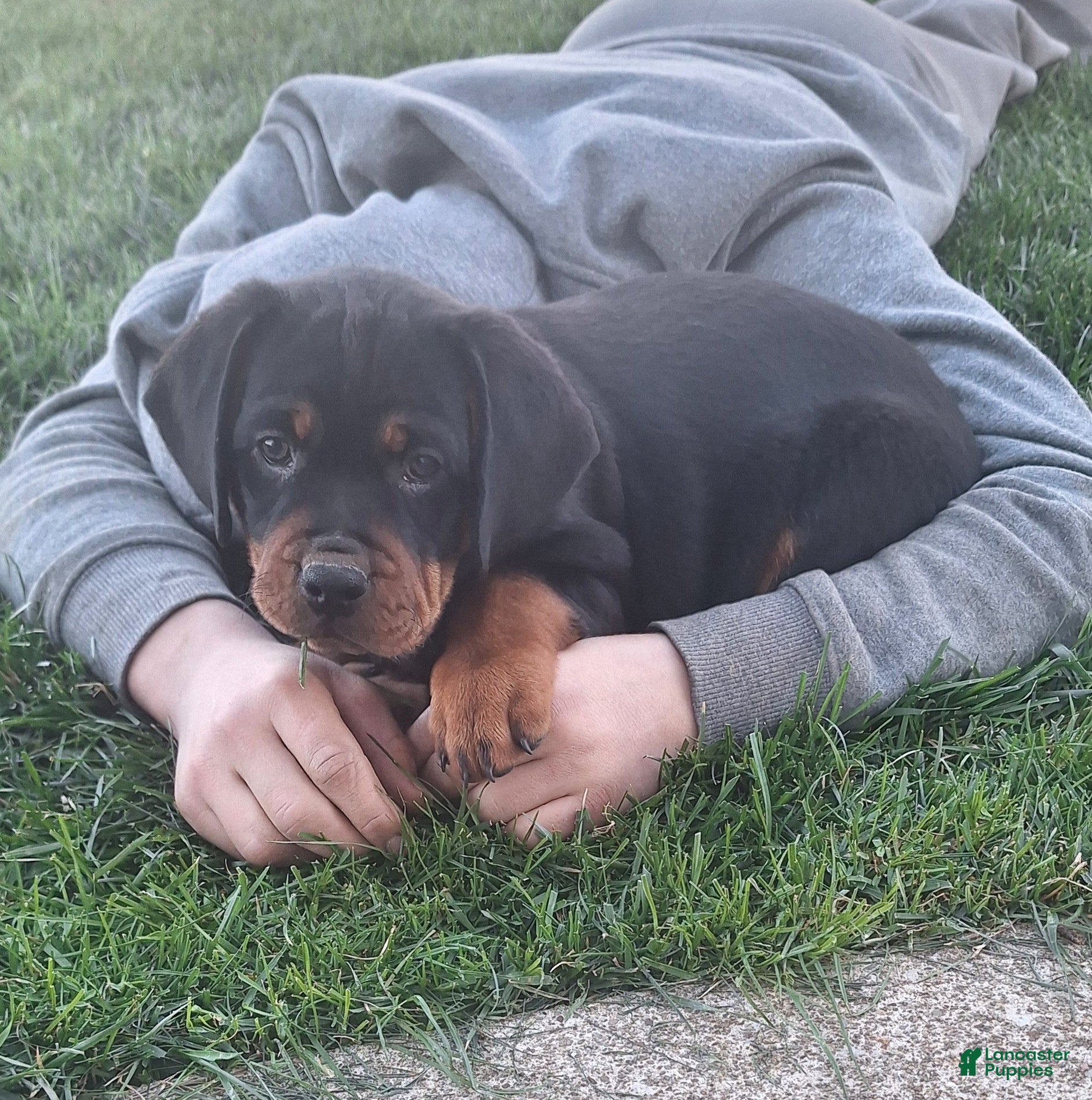 Mixed Breed dogs Jane - Ad 1