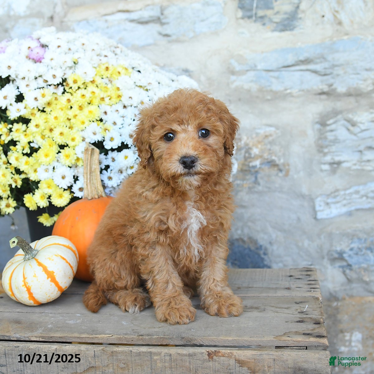 Miniature Poodle dogs Slate - Ad 27