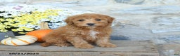 Miniature Poodle dogs for sale: Slate - Ad 1