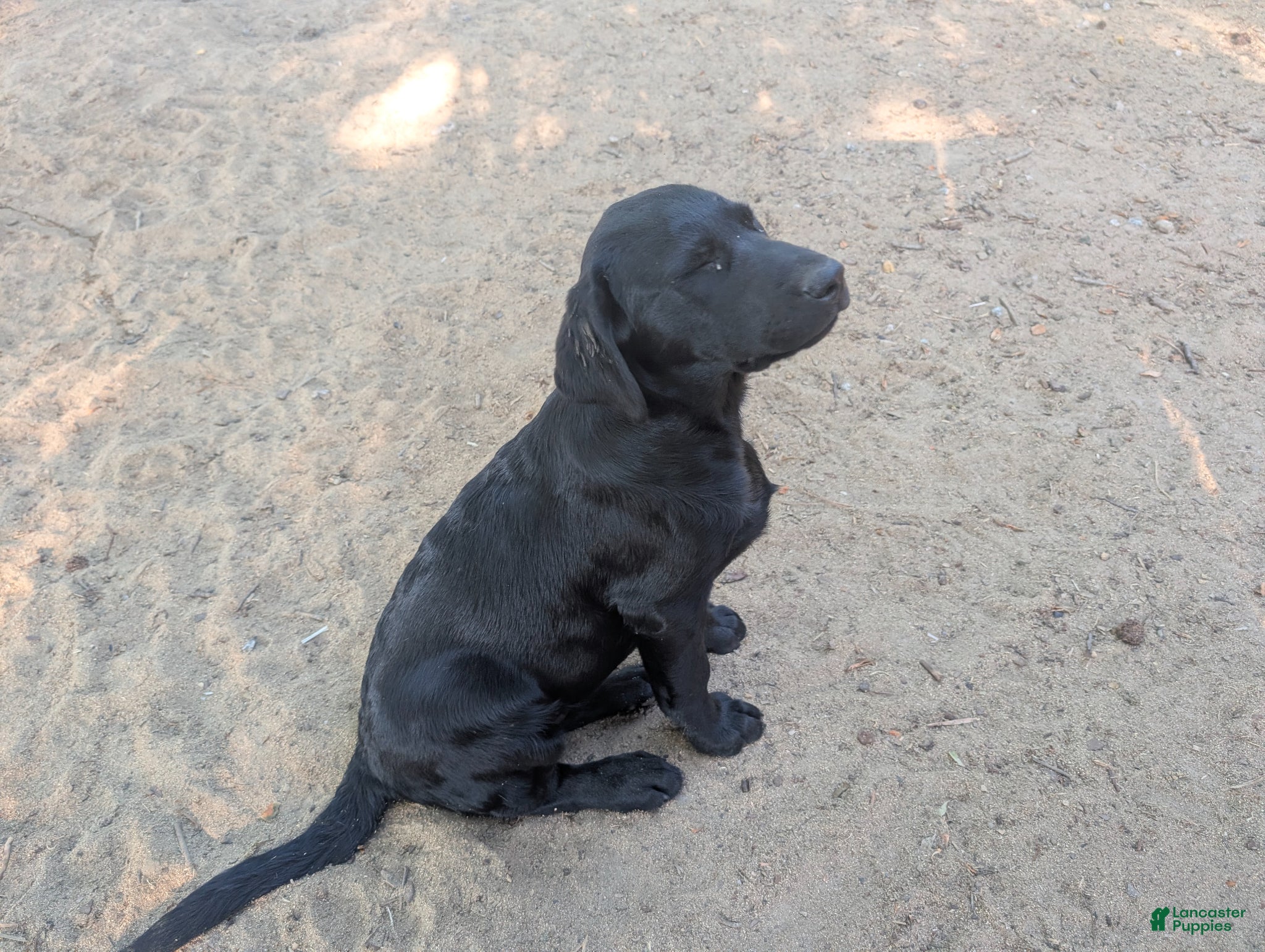 Labrador Retriever dogs Big Brepha!!! - Ad 23