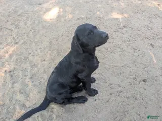 Labrador Retriever dogs Big Brepha!!! - Ad 29